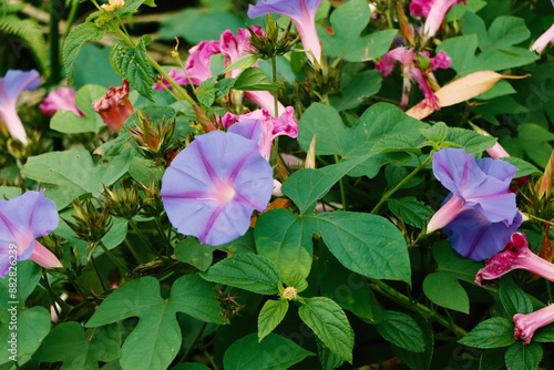 Ipomoea nil (Ipomoea morning glory, picotee morning glory, ivy morning glory, Japanese morning glory). The crown is blue, purple, or almost scarlet red. The throat is often colored white.