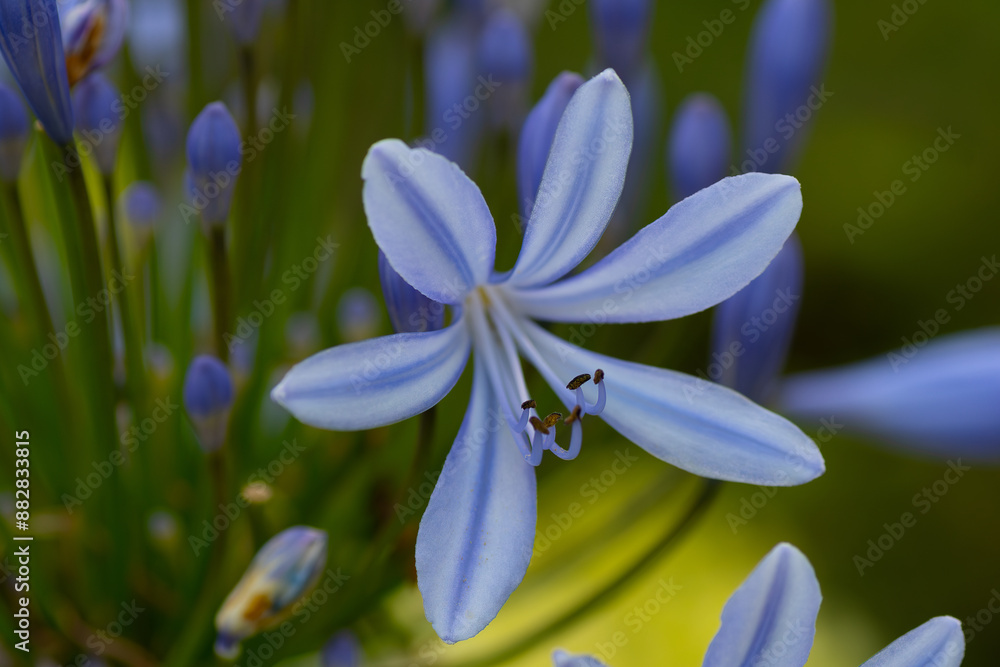 Magnifiques fleurs d'Agapanthes bleues dans un jardin - Bretagne France Magnifiques fleurs d'Agapanthes bleues dans un jardin - Bretagne France