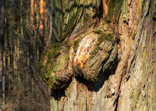 Fototapeta Naklejka Na Ścianę i Meble -  Narośl na drzewie.