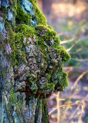 Fototapeta Naklejka Na Ścianę i Meble -  Narośl na drzewie. Poland Śietokrzyskie.