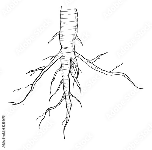 Tableau sur toile tap root digital illustration drawing isolated