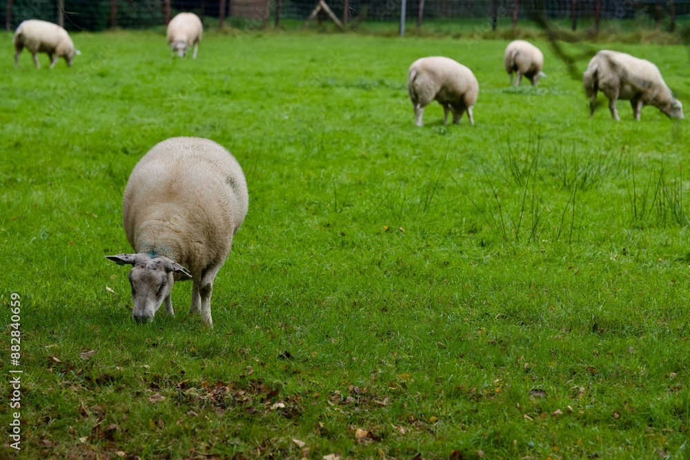Group of sheep grazing in a green pasture on a farm. Group of sheep grazing in a green pasture on a farm.