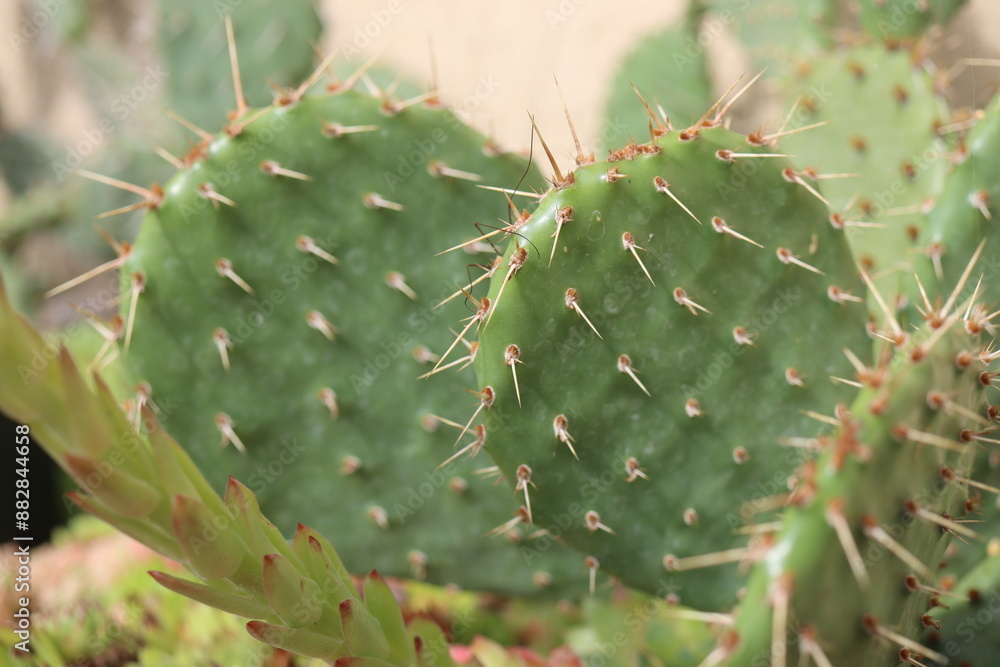 Opuntia humifusa NEW JERSEY Opuncja kaktus Opuntia humifusa NEW JERSEY Opuncja kaktus