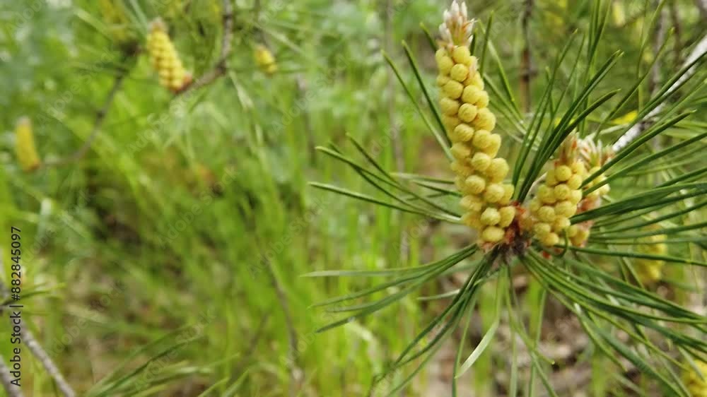 Ripe male pine cones with pollen, seasonal allergen. Click on a branch and a cloud of pollen flies out. Selective Focus Ripe male pine cones with pollen, seasonal allergen. Click on a branch and a cloud of pollen flies out. Selective Focus