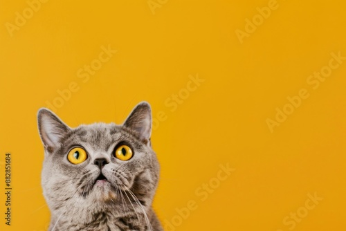 A grey cat with large, bright yellow eyes looks up curiously against a sunny yellow backdrop.