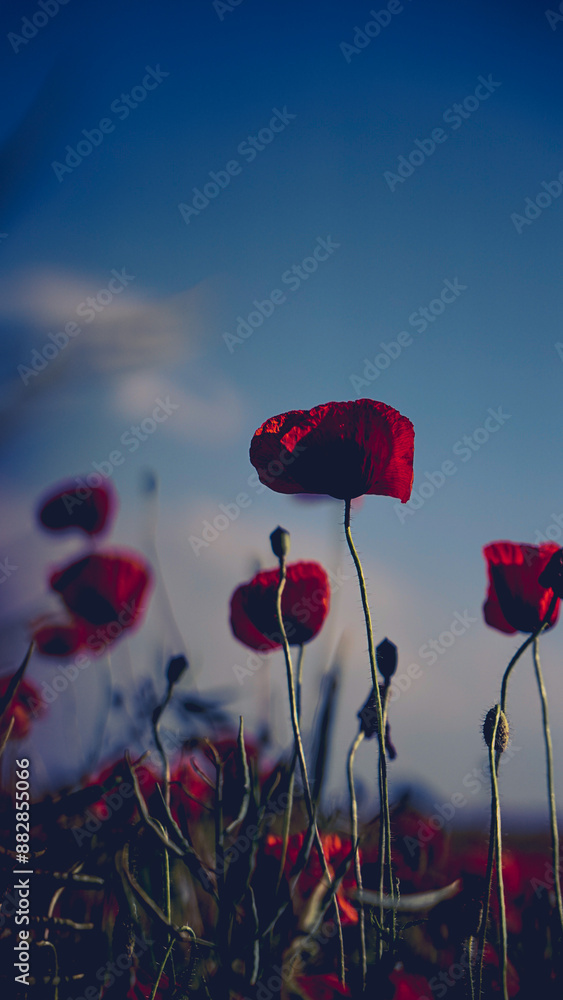 Obraz premium poppy chamomile cornflower fields