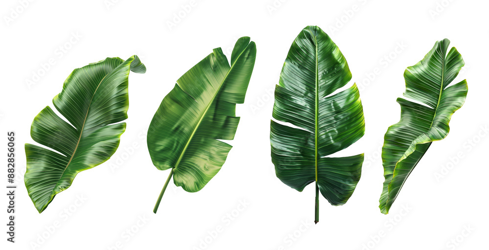 Set of Banana leaf isolated on transparent background.
Set of Banana leaf isolated on transparent background.
