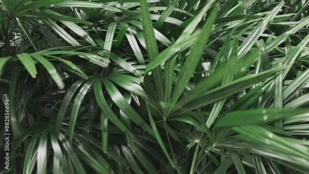 Lady palm or Bamboo palm in the garden Lady palm or Bamboo palm in the garden