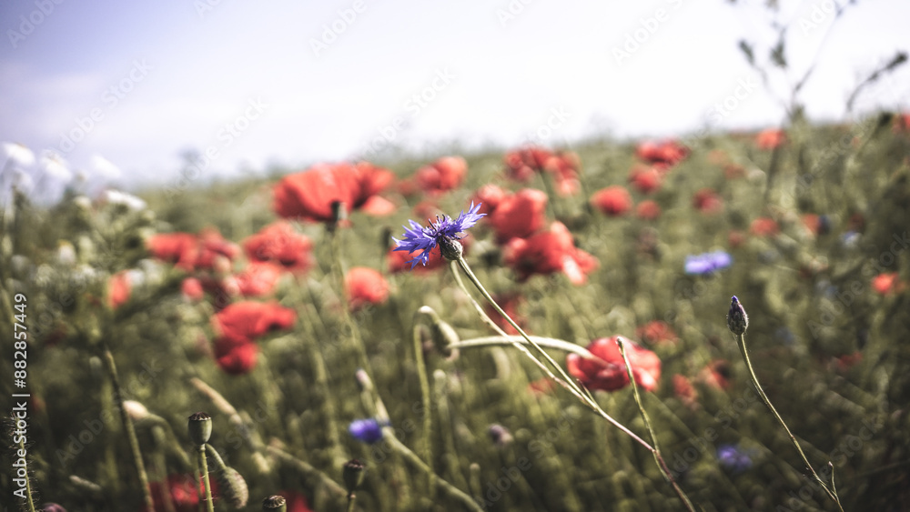 Naklejka premium poppy chamomile cornflower fields