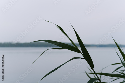 REEDS - Aquatic plants on the shores of the lake photo