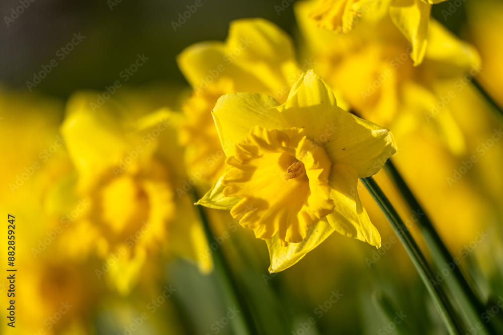 A bunch of yellow flowers with a blurry background. The flowers are in full bloom and are the main focus of the image. A bunch of yellow flowers with a blurry background. The flowers are in full bloom and are the main focus of the image.