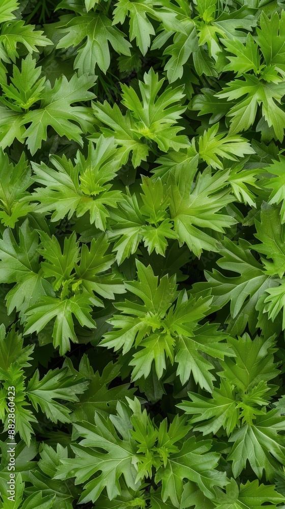 Fresh broccoli florets and parsley leaves are arranged in a close-up shot, creating a vibrant green background. Fresh broccoli florets and parsley leaves are arranged in a close-up shot, creating a vibrant green background.