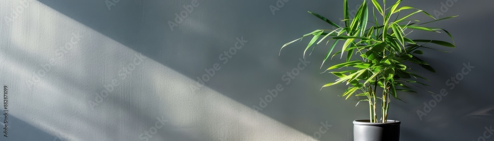 Modern interior with a green potted plant in natural light casting shadows on a minimalist gray wall, creating a serene atmosphere. Modern interior with a green potted plant in natural light casting shadows on a minimalist gray wall, creating a serene atmosphere.