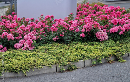 Ground cover roses are characterized by compact low growth. The shoots may be upright at first, but soon spread over the surface and sometimes form longer lying tendrils. photo