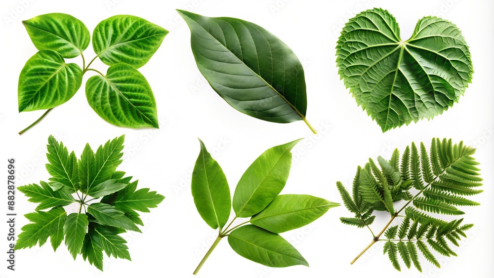 a set of different shapes of green leaves on a white background a set of different shapes of green leaves on a white background