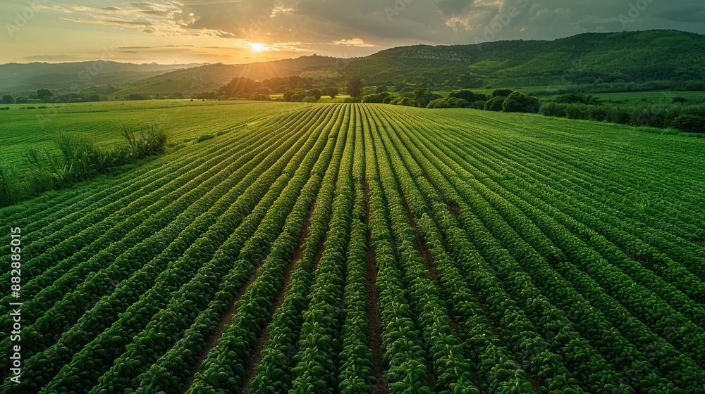 Aerial View of a Lush Green Field at Sunset Aerial View of a Lush Green Field at Sunset