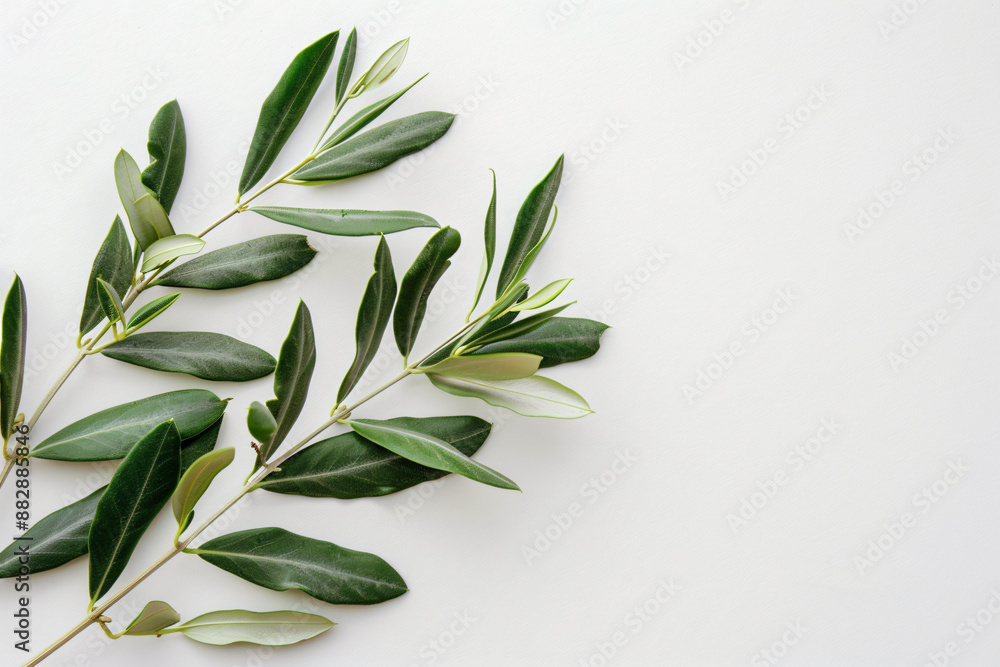 Obraz premium Olive branch with leaves on a white background, in a flat lay, top view, space for text. Minimal concept of an olive tree plant in the summer time in the style of olive tree plant.