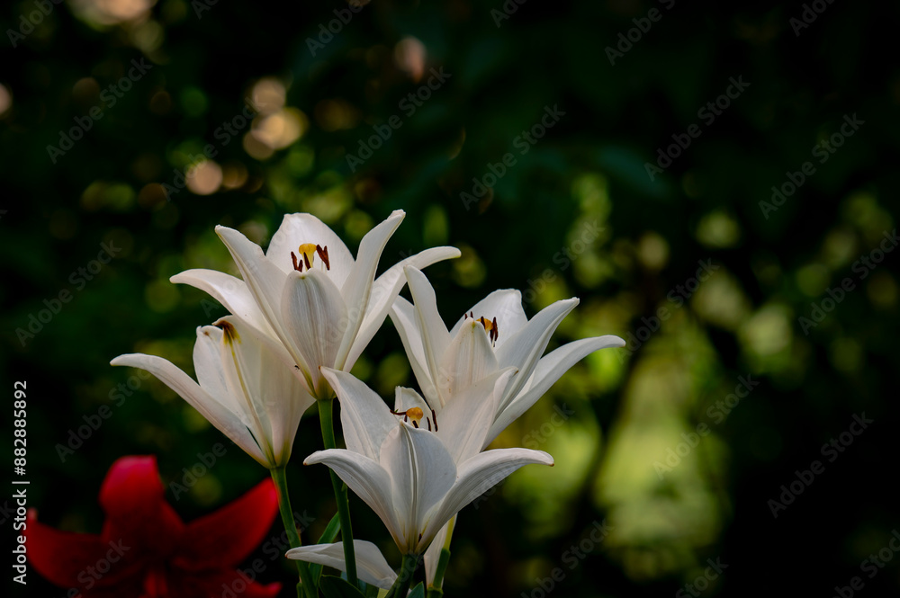 Obraz premium white lily