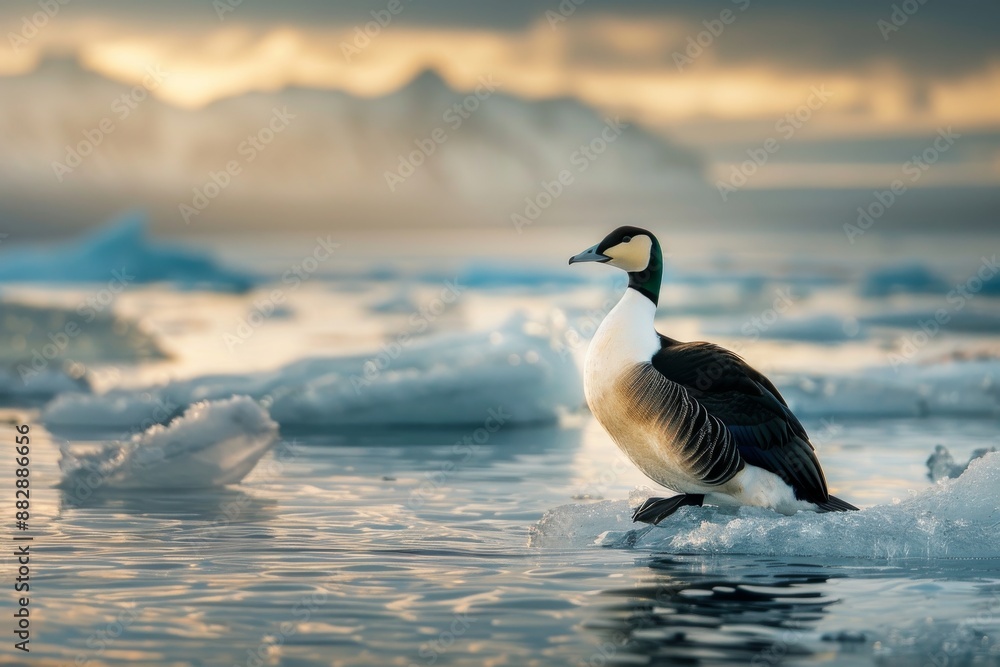 Fototapeta premium create a national geographic photography of a close up of an Eider duck