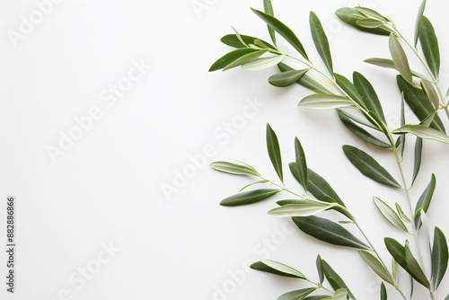 Olive branch with leaves on a white background, in a flat lay, top view, space for text. An Italian olive tree in the style of nature and food, representing a healthy lifestyle or wedding decoration.