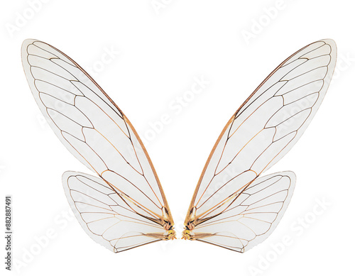 cicada insect wings on a white,isolated