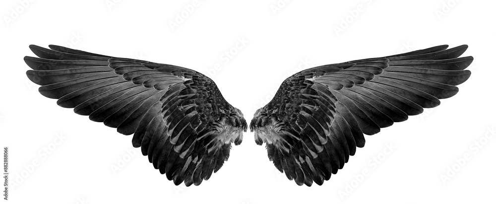Obraz premium black wings on a white,isolated