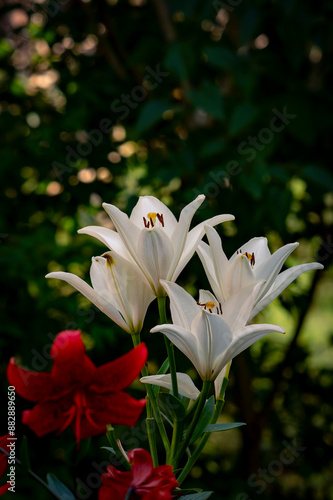 white and lilies