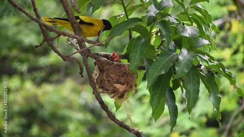 Mother bird (Oriolus xanthornus or, Black hooded oriole) tends and feeding to her young from mouth to mouth in the nest on top of a branch. Selective focus. photo