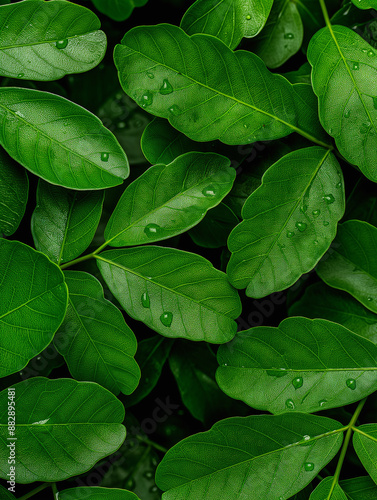 green background, leaves with drops, leaf, plant, nature, leaves, foliage, reen leaves, water droplets, nature, foliage, plant, botanical, fresh, lush, dew, leaf texture, natural, organic photo