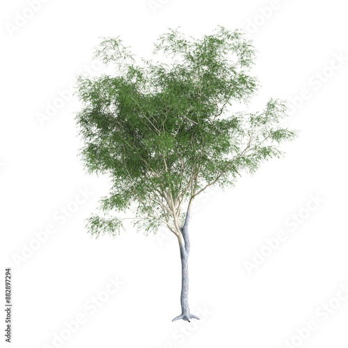 3d illustration of Green Honey Locust tree isolated on transparent background photo