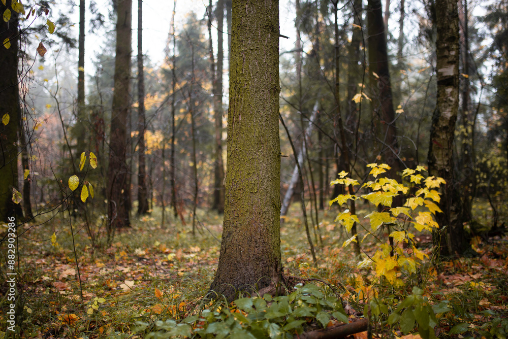 Autumn forest yellow landscape with trees Autumn forest yellow landscape with trees