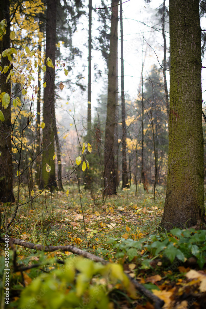 Forest autumn cozy landscape with trees Forest autumn cozy landscape with trees
