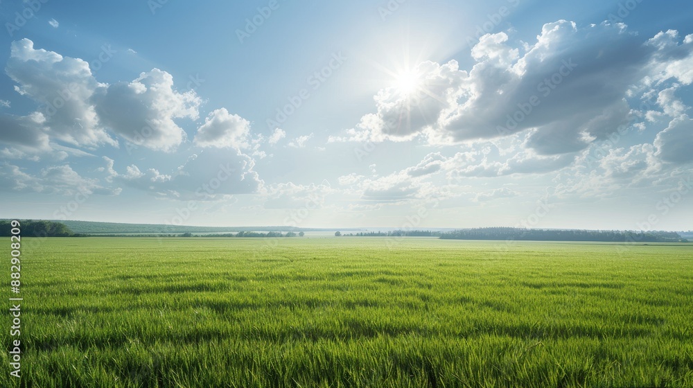 Obraz premium A large field of grass with a bright sun shining down on it