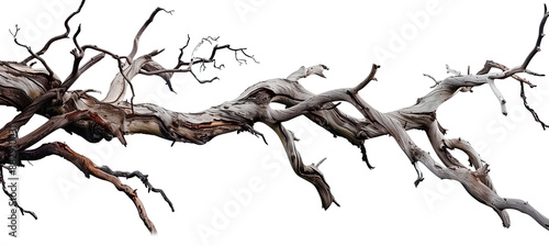 Dead Tree Branches with Cracked Bark Isolated on White Background, Dry Branches, Old Tree Bark Texture, Weathered Wood, Natural Elements, Tree Skeleton, Botanical Illustration