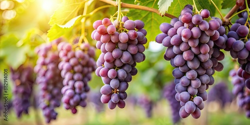 Wallpaper Mural Bunch of ripe purple grapes hanging on vine, grapes, vineyard, harvest, agriculture, fruit, organic, farming, winery, cluster Torontodigital.ca