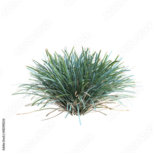 3d illustration of Lomandra Glauca bush isolated on transparent background