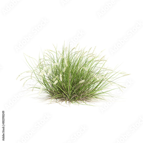 3d illustration of Pennisetum alopecuroides bush isolated on transparent background photo