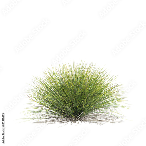 3d illustration of Lomandra confertifolia bush isolated on transparent background