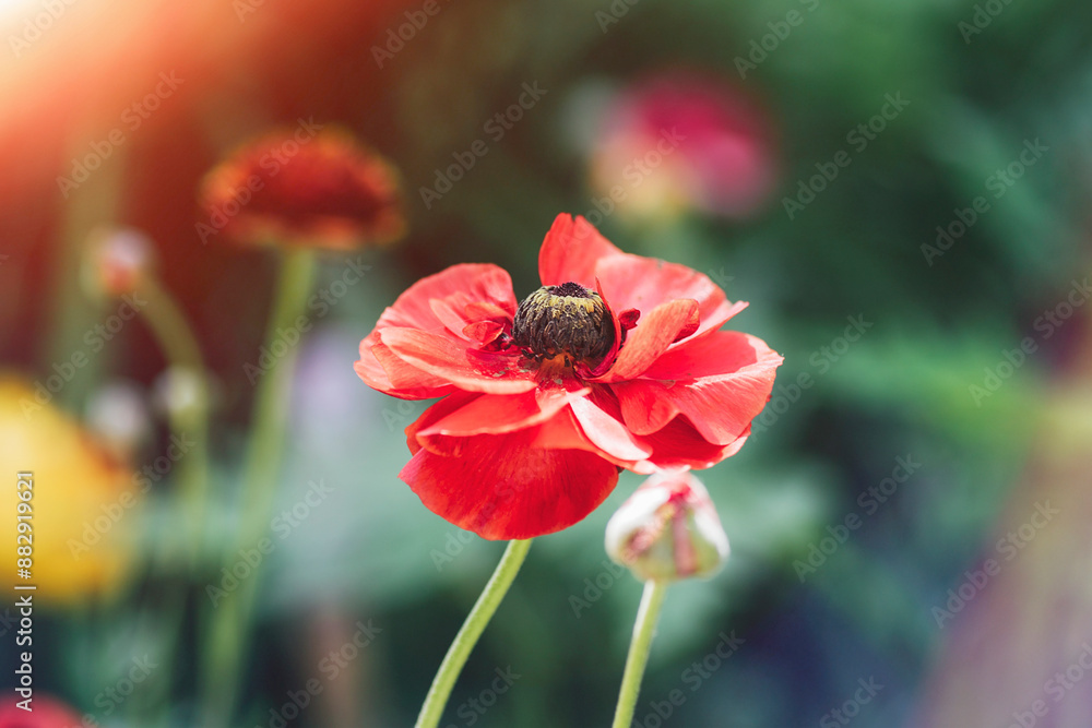 Poppy flower Papaver rhoeas in sunlight, closeup Poppy flower Papaver rhoeas in sunlight, closeup