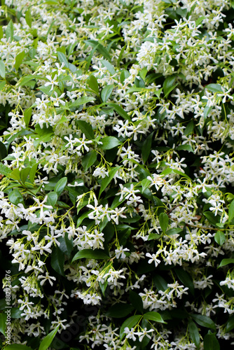 White small beautiful clematis flowers Clemantis. photo