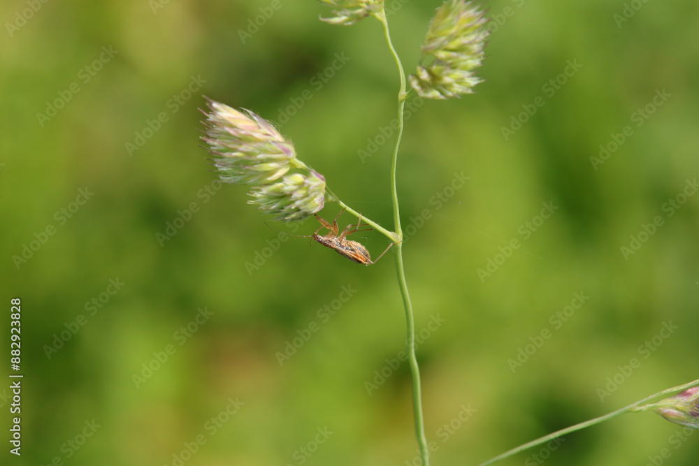 Nabis rugosus
Nabis rugosus in its natural element
Nabis rugosus
Nabis rugosus in its natural element