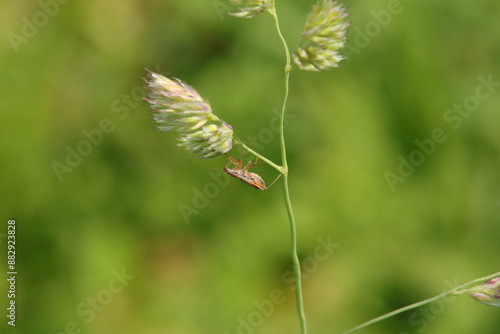 Nabis rugosus
Nabis rugosus in its natural element
 photo