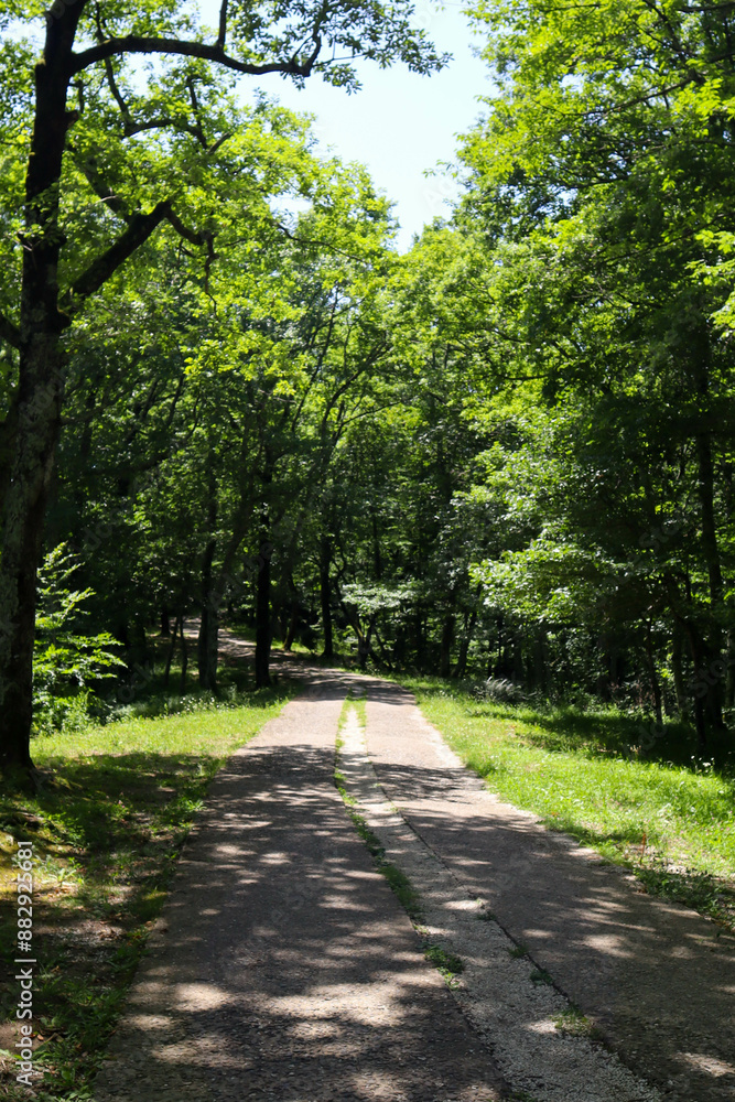Summer forest. Hiking in the mountains, green forest. Summer forest. Hiking in the mountains, green forest.
