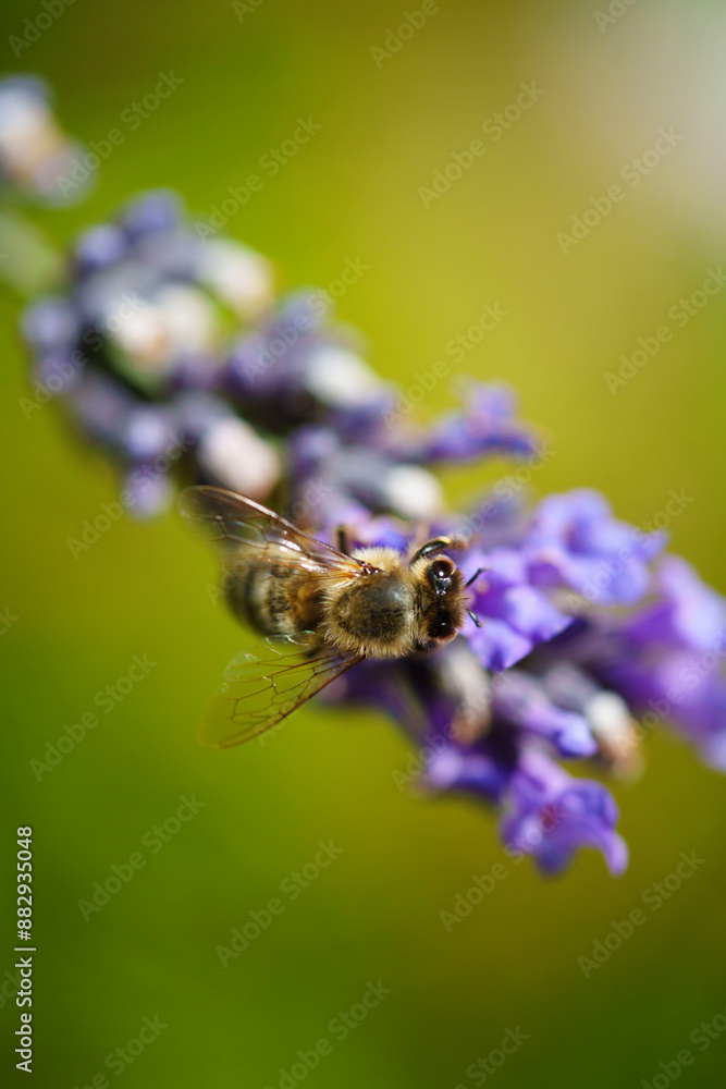 Biene auf Lavendelblüte Biene auf Lavendelblüte