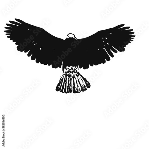 Bald eagle vector ilustration design 