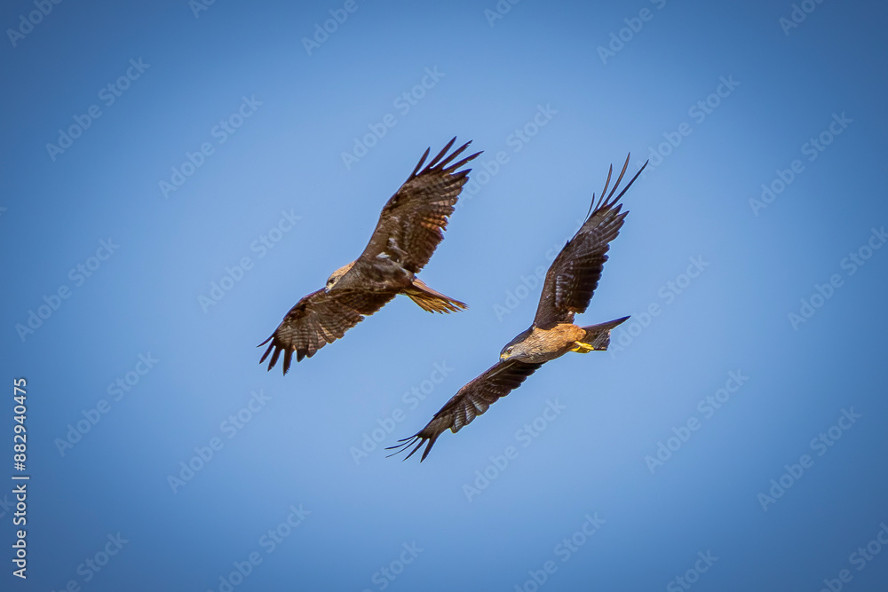 Obraz premium eagle in flight