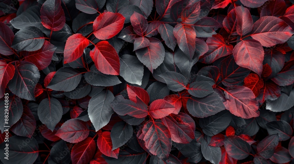 Crimson and Charcoal: A Study in Contrast Crimson and Charcoal: A Study in Contrast