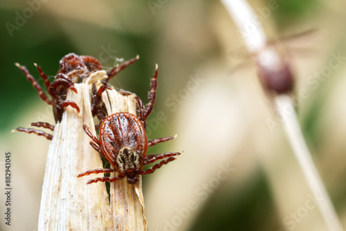 Group of dangerous parasites mites sitting on a dry grass in spring nature. Macrophotography photo