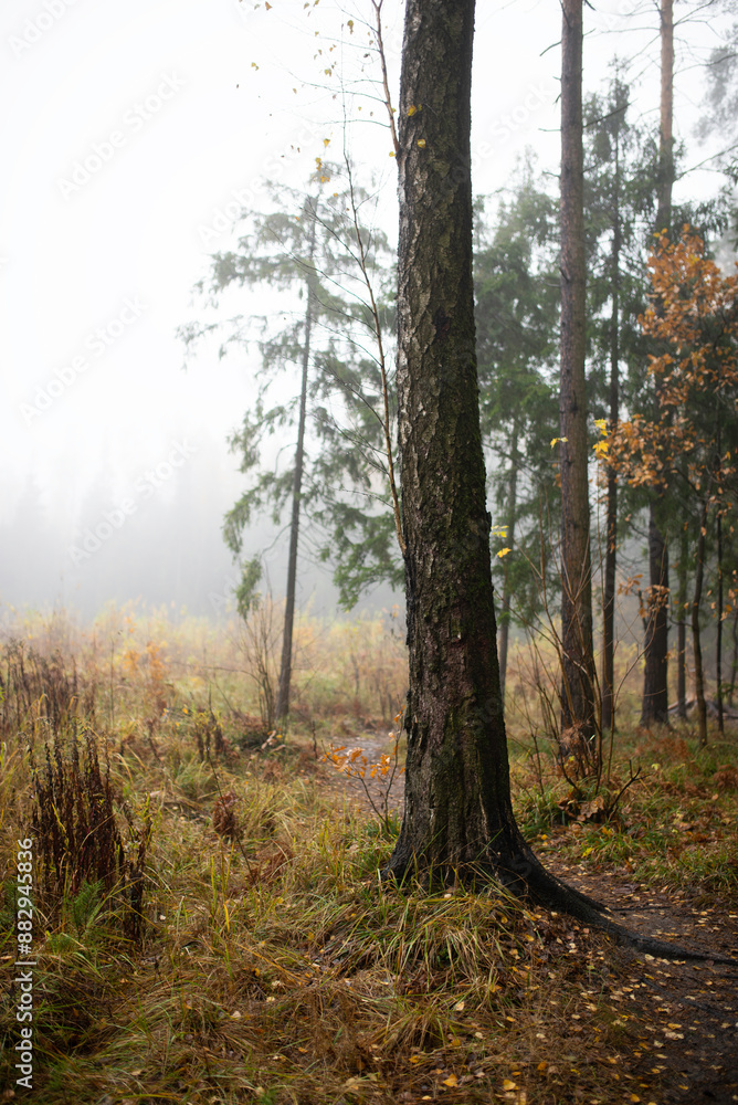 A tree in the autumn misty forest A tree in the autumn misty forest