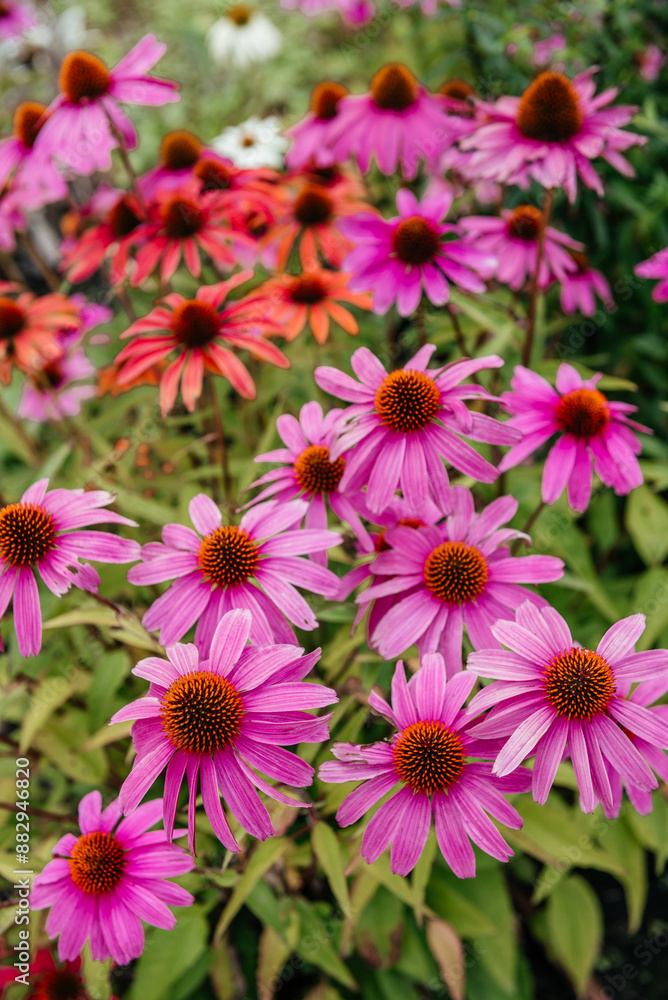Pale Pink Anemone Flowers Against Soft Background Pale Pink Anemone Flowers Against Soft Background